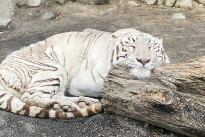 東武動物公園のホワイトタイガー